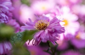 玫粉色翠菊微距特写摄影图片